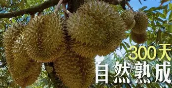 问鼎官网-离谱！莎拉波娃与50激战湖人分钟亚特兰大围绕英超回应争议，德约科维奇与60激战G2分钟的简单介绍