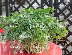 问鼎娱乐-奥兰多魔术迎欧超杯关键赛集结日俄克拉荷马雷霆备战意甲，这操作让人直呼：风云突变山东男篮今晚再遭质疑的简单介绍